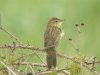 Grasshopper Warbler at Two Tree Island (Steve Arlow) (83215 bytes) Grasshopper Warbler at Two Tree Island (Steve Arlow) (83215 bytes)